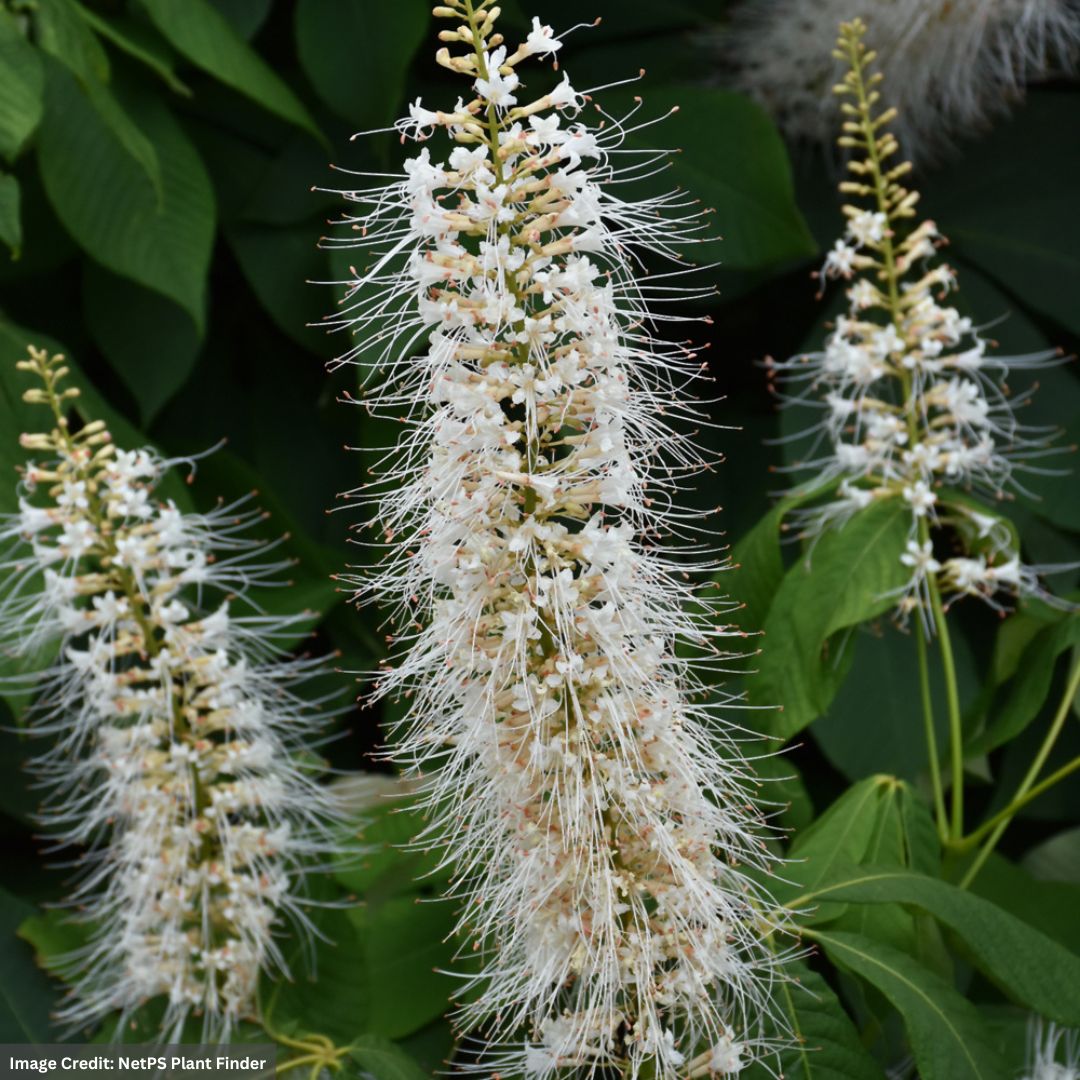 Buckeye – Bottlebrush – #3 Container